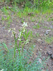 Astragalus reventiformis