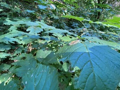 Lymantriinae