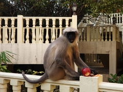 Semnopithecus entellus