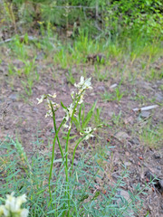 Astragalus reventiformis
