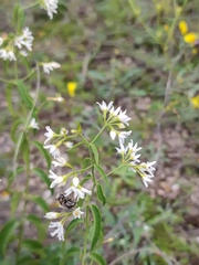 Vincetoxicum hirundinaria