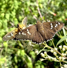Apyrrothrix araxes