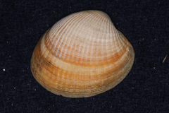 Austrovenus stutchburyi