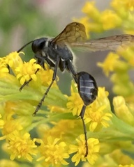 Isodontia