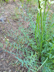 Astragalus reventiformis