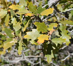 Quercus × pauciloba