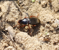Harpalus