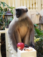 Semnopithecus entellus