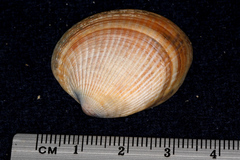 Austrovenus stutchburyi