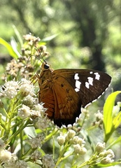 Apyrrothrix araxes