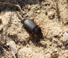 Harpalus