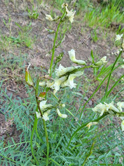 Astragalus reventiformis