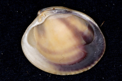 Austrovenus stutchburyi