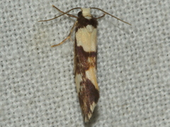 Philenora elegans