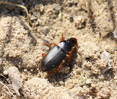 Harpalus