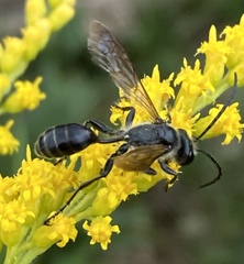 Isodontia
