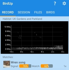 Troglodytes troglodytes