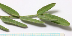 Astragalus reventiformis