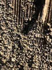 Hypocenomyce scalaris