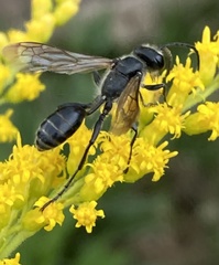 Isodontia