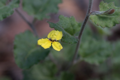 Goodenia rotundifolia
