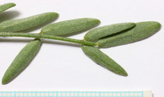 Astragalus reventiformis