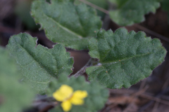 Goodenia rotundifolia