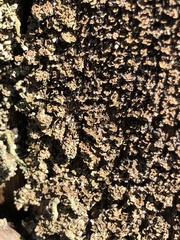 Hypocenomyce scalaris