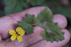 Goodenia rotundifolia