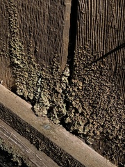 Hypocenomyce scalaris