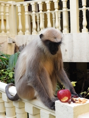 Semnopithecus entellus