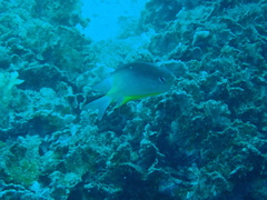 Amblyglyphidodon orbicularis