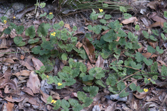 Goodenia rotundifolia