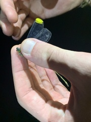 Microstigma