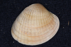 Austrovenus stutchburyi