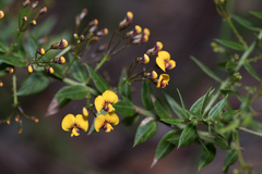 Daviesia umbellulata