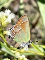Callophrys gryneus