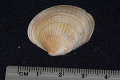 Austrovenus stutchburyi
