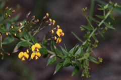 Daviesia umbellulata