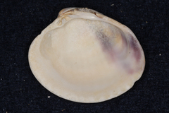 Austrovenus stutchburyi