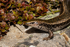 Oligosoma chloronoton