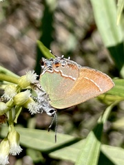 Callophrys gryneus