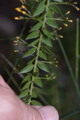 Daviesia umbellulata