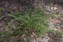 Daviesia umbellulata