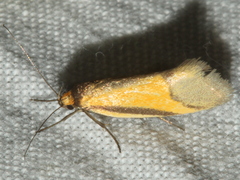 Philobota arabella