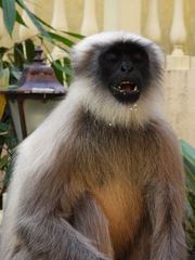 Semnopithecus entellus