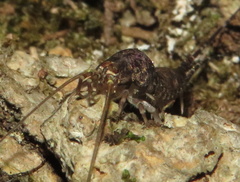 Archaeognatha