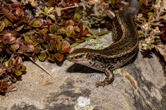 Oligosoma chloronoton