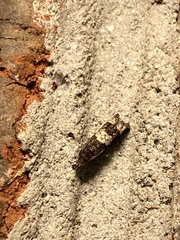 Eucosma parmatana