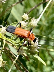 Chauliognathus profundus